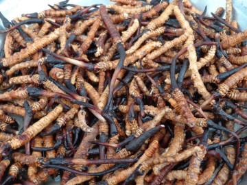 'हिमाली हीरा' यार्सा बेचेर करोडौँ आम्दानी